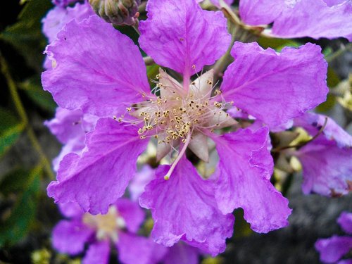 flower  hibiscus  purple