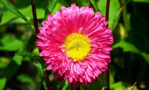 flower  aster  pink