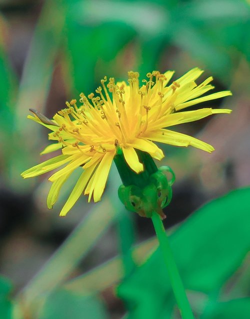 flower  natural  summer