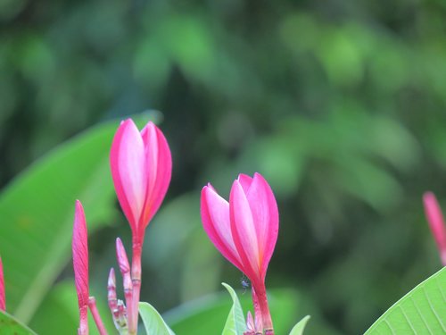 flower  natural  summer