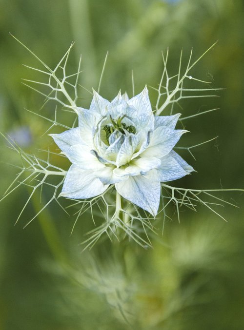 flower  plant  garden