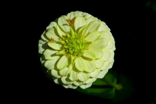 flower  zinnia  summer