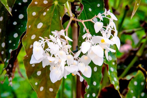 flower  white  garden