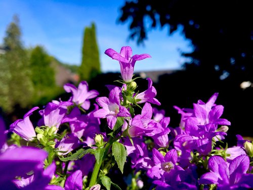 flower  violet  bellflower