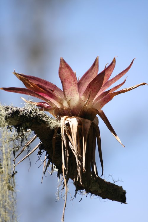 flower  bromeliads  tree