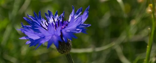 flower  cornflower  blue