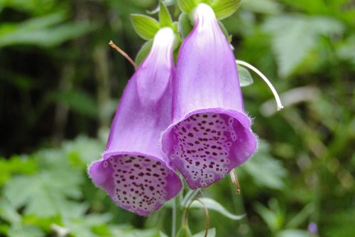 flower  violet  speckled