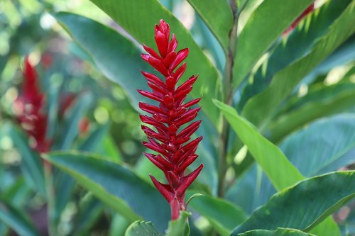 flower  nature  plant