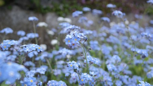 flower  blue  spring