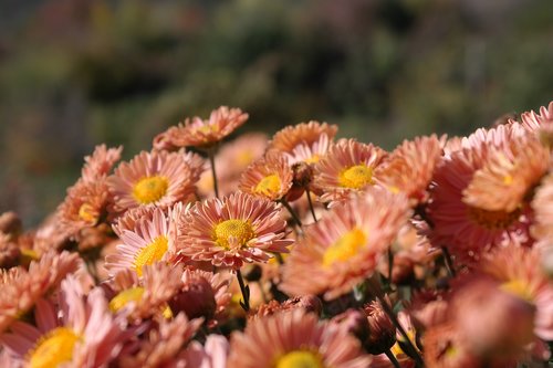 flower  orange  spring