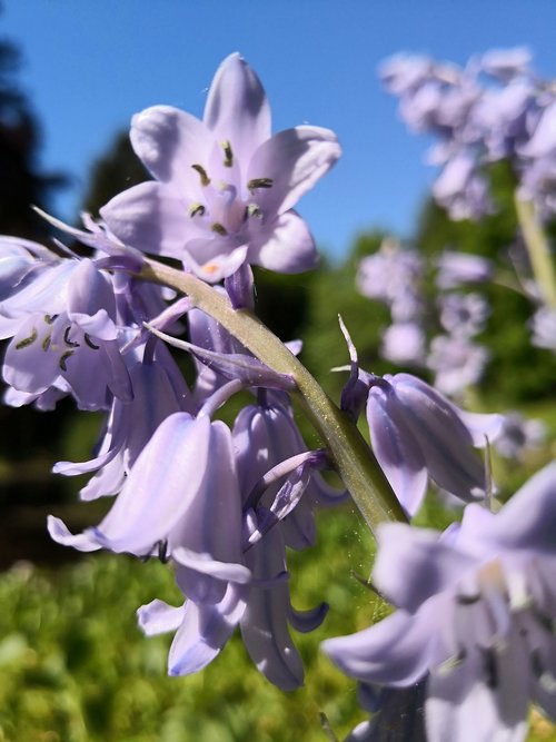 flower  lilac  spring