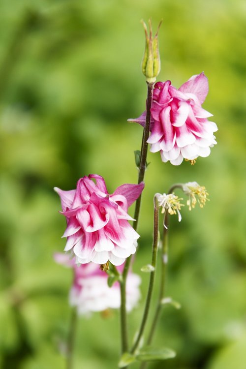 flower  plant  flowering