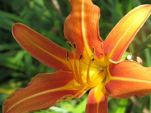 flower  lily  orange