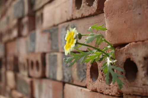 flower  brick  nature