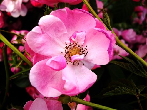 flower  pink  nature