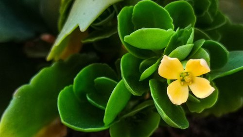 flower  plant  garden