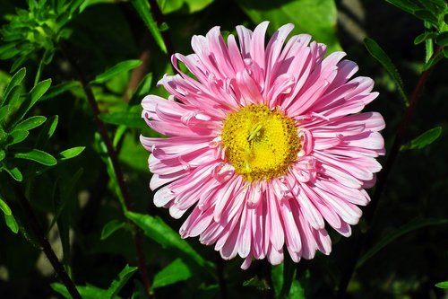 flower  aster  pink