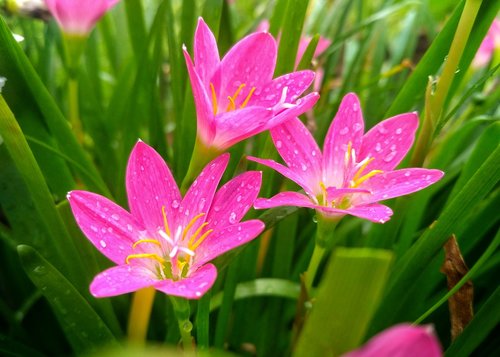 flower  pink  flora