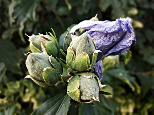 flower  the buds  spring