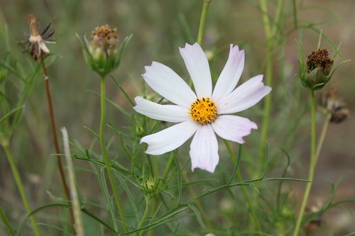 flower  white  flora
