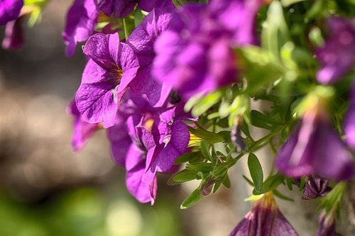 flower  garden flower  summer flower