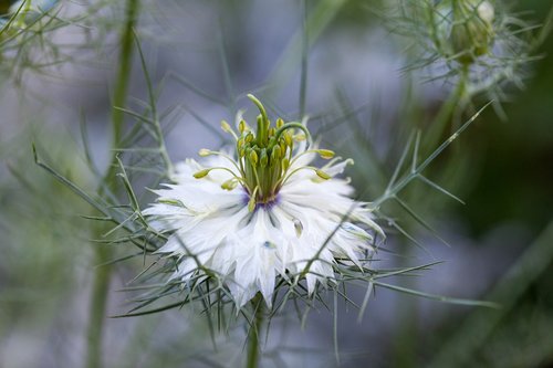 flower  macro  white