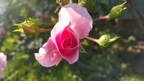 flower  nature  rose