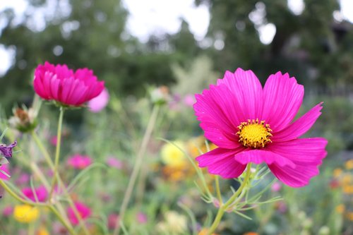 flower  nature  pink