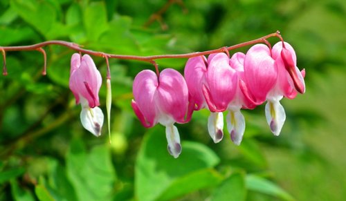 flower  hearts  pink