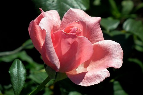 flower  rose  pink