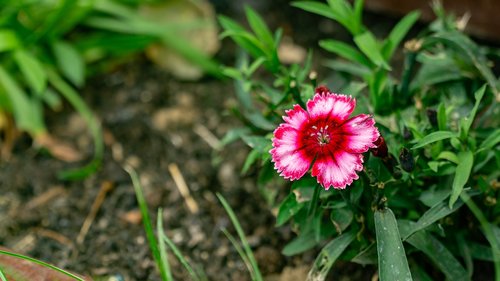 flower  green  nature