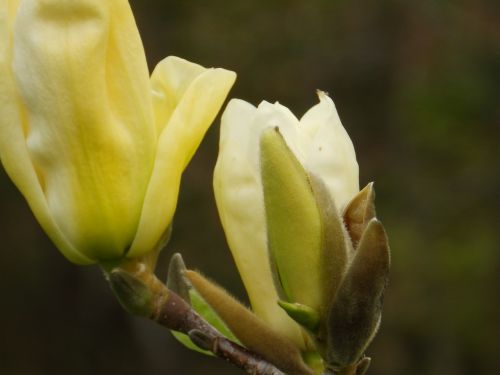 flower magnolia cream