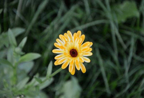 flower  flowers  yellow daisy