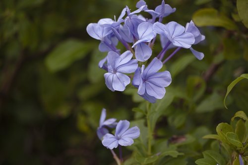 flower  purple  flora