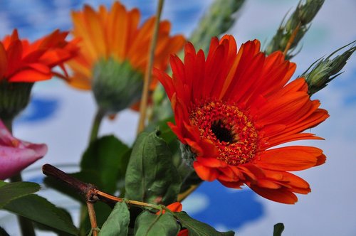 flower  red flowers  plant