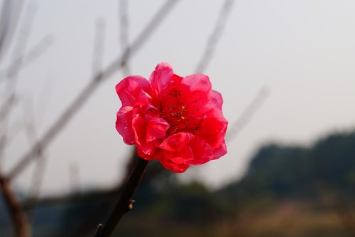 flower  red flower  blossom