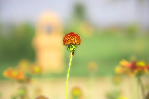 flower  garden  nature