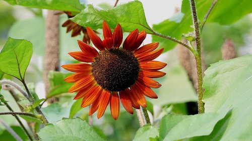 flower  blossom  nature