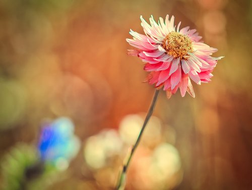 flower  wild flower  pink