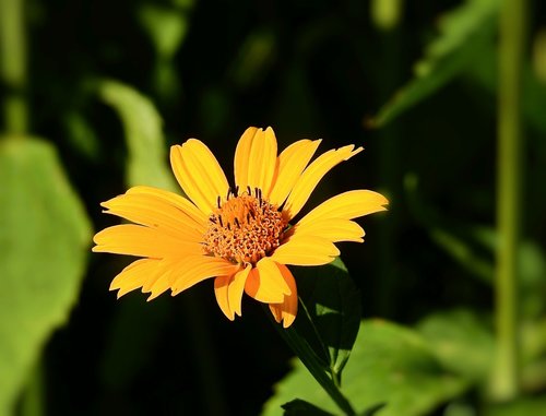 flower  yellow  garden