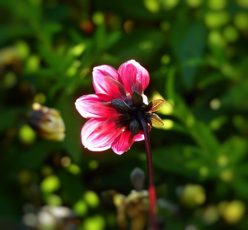 flower  garden  figure