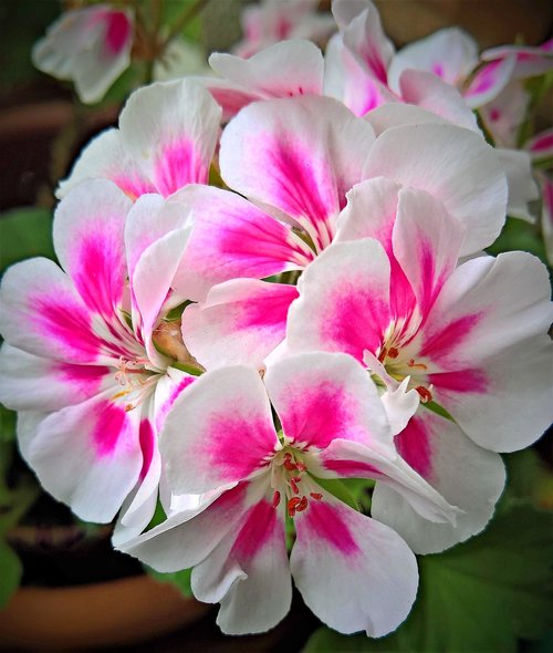 flower  geranium  potted plant