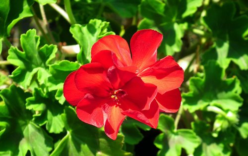 flower  geranium  red