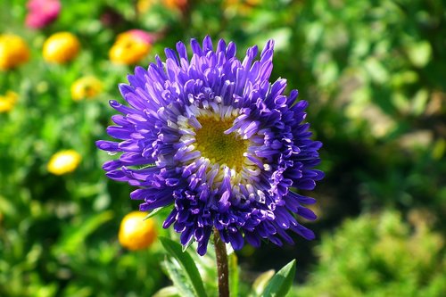 flower  aster  blue