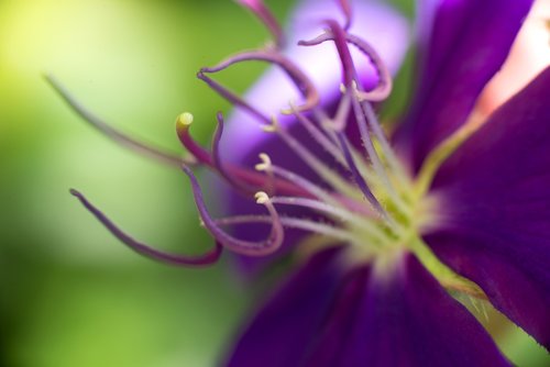 flower  purple  pollen