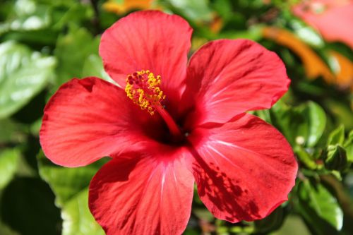 flower red hibiscus