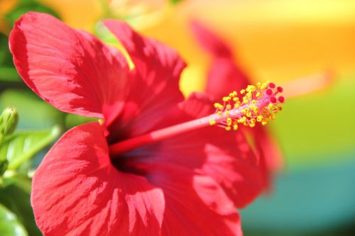 flower red hibiscus