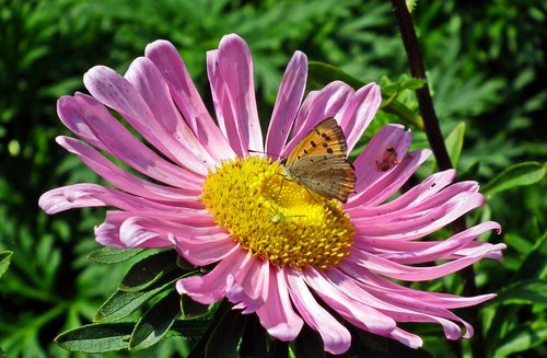 flower  aster  butterfly