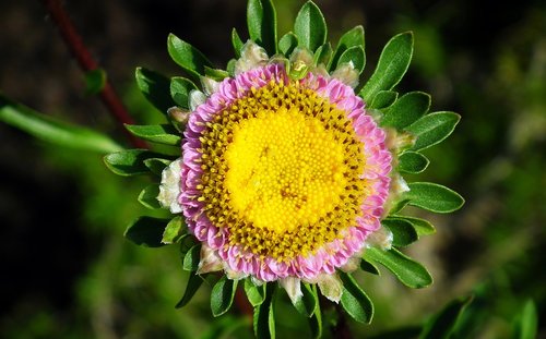 flower  aster  bud