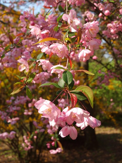 flower  inflorescence  pink